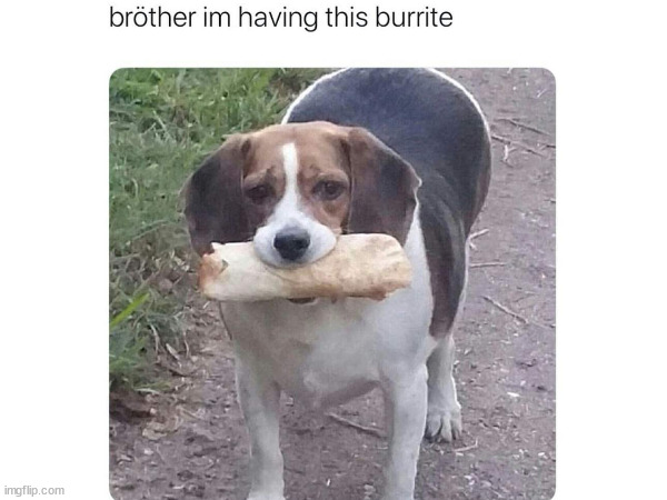 dawg | image tagged in blank white template,dog,burrito | made w/ Imgflip meme maker