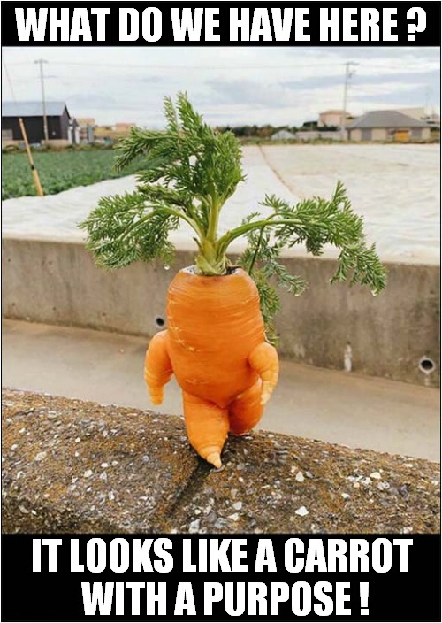 A Confident Vegetable ! | WHAT DO WE HAVE HERE ? IT LOOKS LIKE A CARROT 
WITH A PURPOSE ! | image tagged in carrot,confidance,walking | made w/ Imgflip meme maker