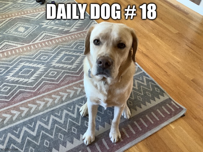 Dog | DAILY DOG # 18 | image tagged in dog | made w/ Imgflip meme maker