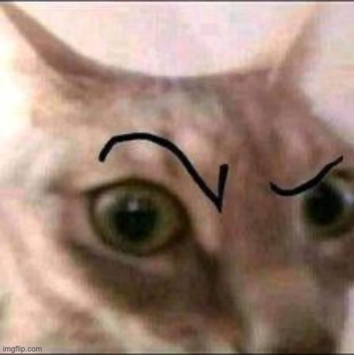 Raised eyebrow cat | image tagged in raised eyebrow cat | made w/ Imgflip meme maker