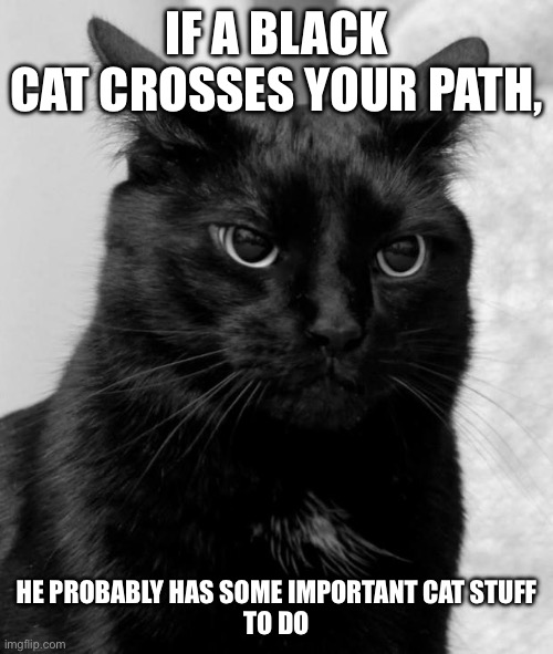 Black cat pissed | IF A BLACK
CAT CROSSES YOUR PATH, HE PROBABLY HAS SOME IMPORTANT CAT STUFF
TO DO | image tagged in black cat pissed | made w/ Imgflip meme maker