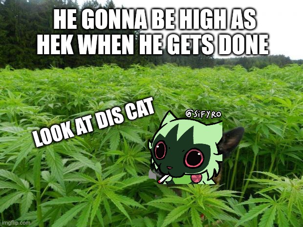 weed policedog | LOOK AT DIS CAT HE GONNA BE HIGH AS HEK WHEN HE GETS DONE | image tagged in weed policedog | made w/ Imgflip meme maker