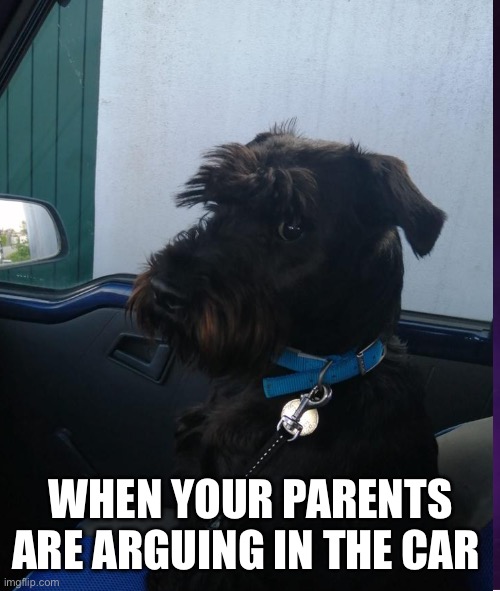 When your parents are arguing in the car | WHEN YOUR PARENTS ARE ARGUING IN THE CAR | image tagged in dogs | made w/ Imgflip meme maker