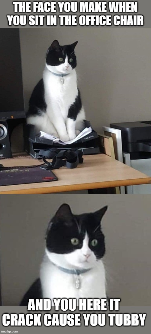 too many treats | THE FACE YOU MAKE WHEN YOU SIT IN THE OFFICE CHAIR; AND YOU HERE IT CRACK CAUSE YOU TUBBY | image tagged in cats,funny memes,funny cats,funny cat memes | made w/ Imgflip meme maker