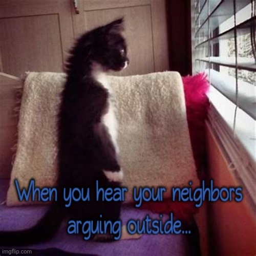 Nosey...Neighbors Arguing | image tagged in nosey,cats,funny | made w/ Imgflip meme maker