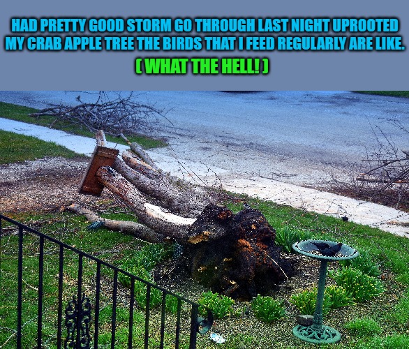Storm damage! | HAD PRETTY GOOD STORM GO THROUGH LAST NIGHT UPROOTED MY CRAB APPLE TREE THE BIRDS THAT I FEED REGULARLY ARE LIKE. ( WHAT THE HELL! ) | image tagged in bird feeder tree,kewlew | made w/ Imgflip meme maker