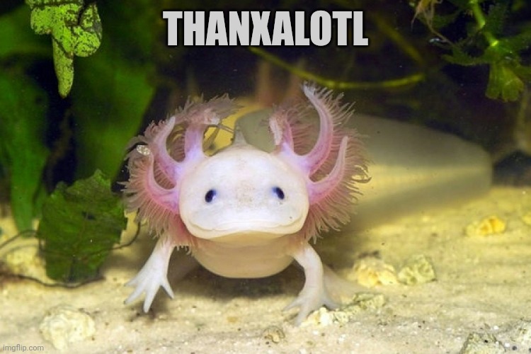 Axolotl | THANXALOTL | image tagged in axolotl | made w/ Imgflip meme maker