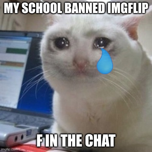 Crying cat | MY SCHOOL BANNED IMGFLIP; F IN THE CHAT | image tagged in crying cat | made w/ Imgflip meme maker