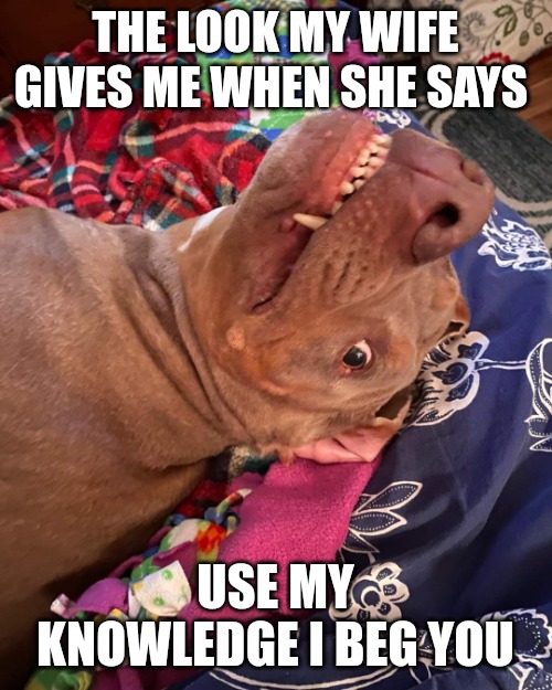 Johnny Hollywood | THE LOOK MY WIFE GIVES ME WHEN SHE SAYS; USE MY KNOWLEDGE I BEG YOU | image tagged in true story dog | made w/ Imgflip meme maker