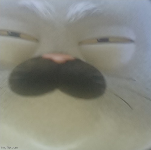 Squinting cat | image tagged in squinting cat | made w/ Imgflip meme maker