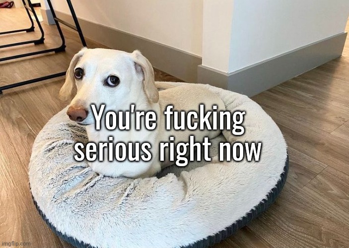 Homophobic Dog | You're fucking serious right now | image tagged in homophobic dog | made w/ Imgflip meme maker