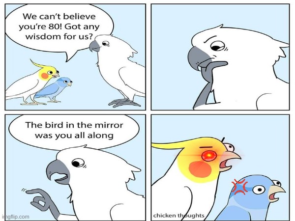 Chicken Thoughts | image tagged in bird,parrot,smart,facts,angry,comics/cartoons | made w/ Imgflip meme maker