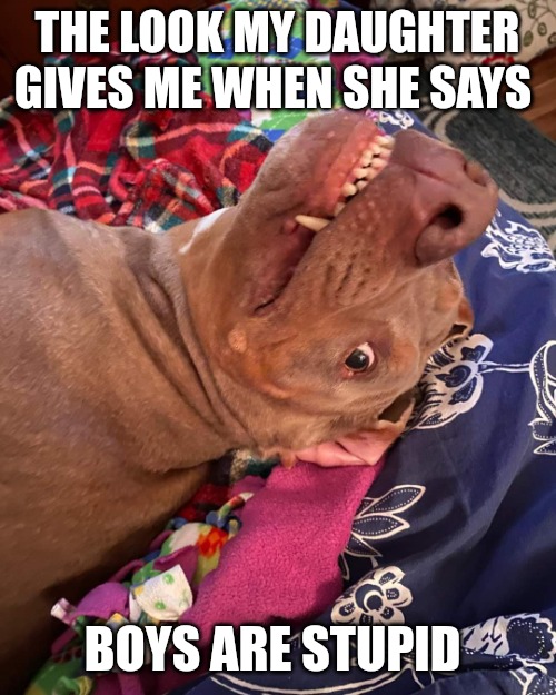Johnny Hollywood | THE LOOK MY DAUGHTER GIVES ME WHEN SHE SAYS; BOYS ARE STUPID | image tagged in true story dog | made w/ Imgflip meme maker