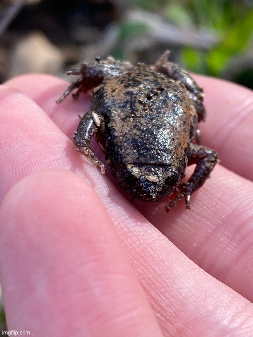 An eastern narrow mouth toad | image tagged in frog,not a toad,nature,outdoors | made w/ Imgflip meme maker