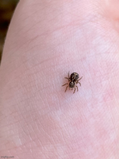 A cute little jumping spider | image tagged in spider,cute,outdoors,arthropod | made w/ Imgflip meme maker