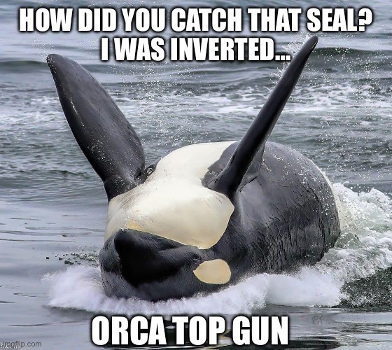 Orca Top Gun | HOW DID YOU CATCH THAT SEAL?
I WAS INVERTED…; ORCA TOP GUN | image tagged in orca | made w/ Imgflip meme maker