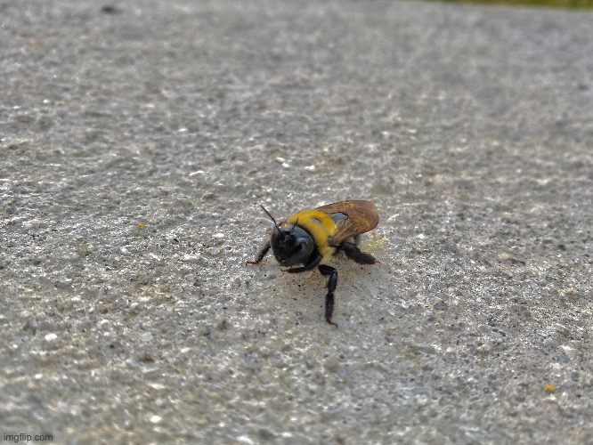 A carpenter bee | image tagged in bee,cute,nature,cool | made w/ Imgflip meme maker