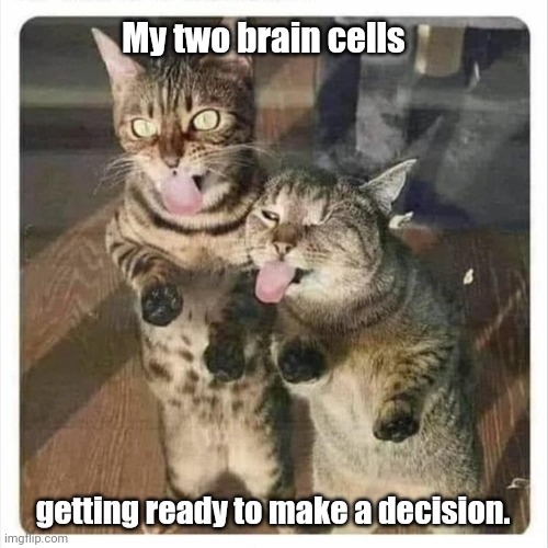 You have two? I don't have that many. | My two brain cells; getting ready to make a decision. | image tagged in cats,funny | made w/ Imgflip meme maker