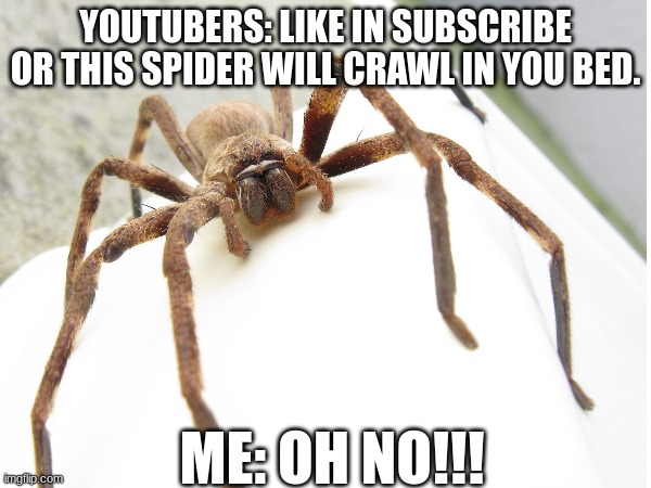 Idc if that spider finds me. I will just step on it. | YOUTUBERS: LIKE IN SUBSCRIBE OR THIS SPIDER WILL CRAWL IN YOU BED. ME: OH NO!!! | image tagged in memes | made w/ Imgflip meme maker