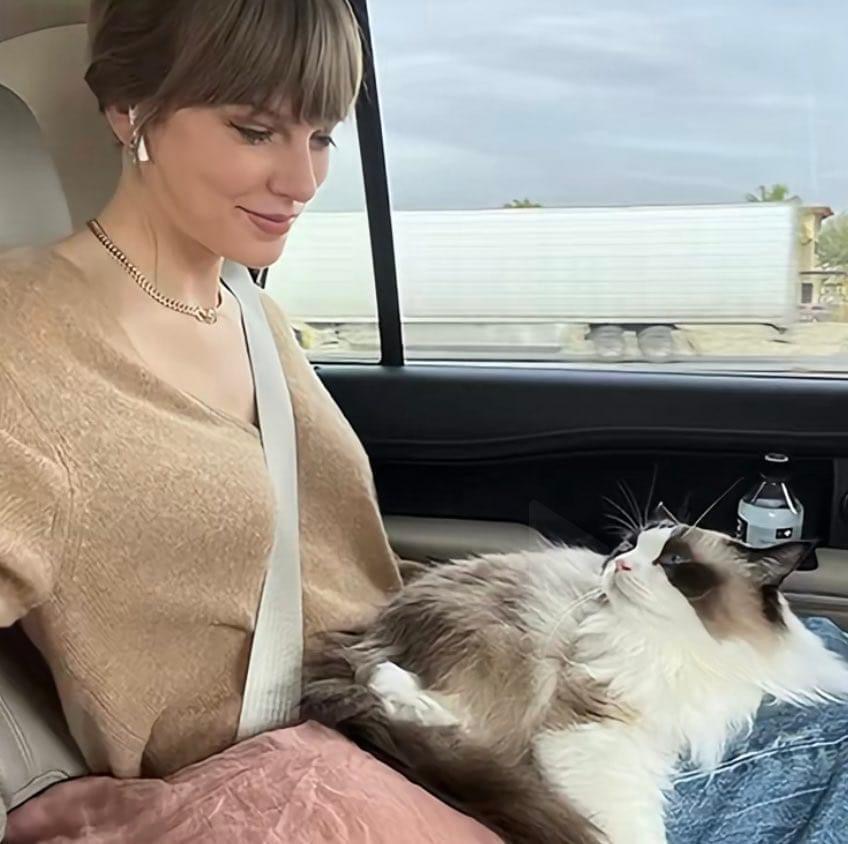 Taylor Swift and cat in car Blank Meme Template