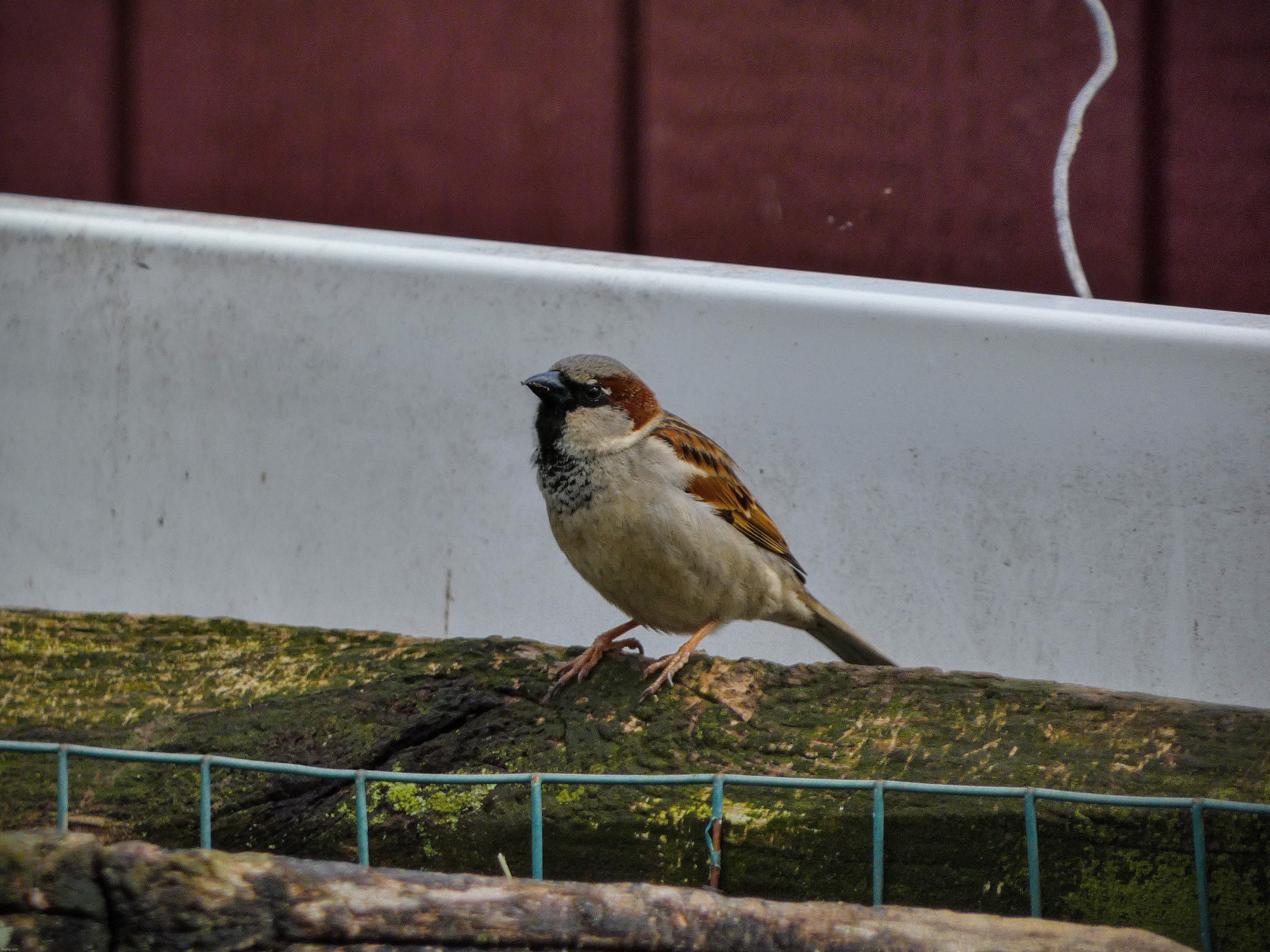 A house sparrow that I saw today | image tagged in share your own photos | made w/ Imgflip meme maker