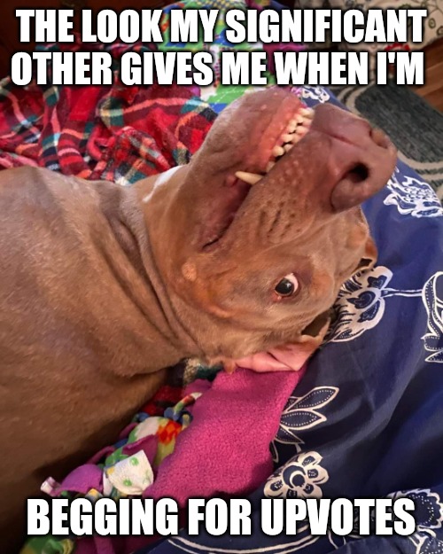 I'm new here. Please help me with the upvotes. | THE LOOK MY SIGNIFICANT OTHER GIVES ME WHEN I'M; BEGGING FOR UPVOTES | image tagged in true story dog | made w/ Imgflip meme maker