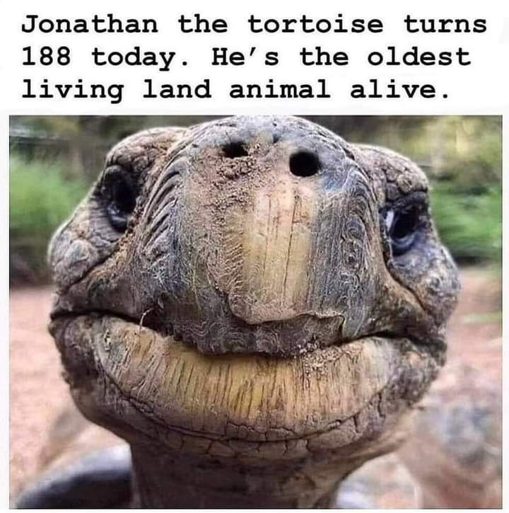 Oldest land animal Blank Meme Template