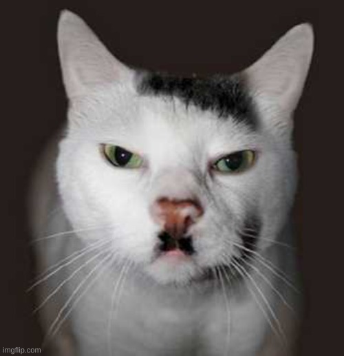 Nazi Cat | image tagged in nazi cat | made w/ Imgflip meme maker
