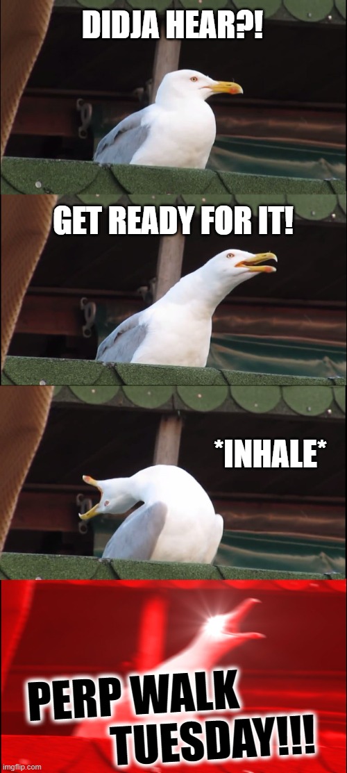 Inhaling Seagull Meme | DIDJA HEAR?! GET READY FOR IT! *INHALE*; PERP WALK         
         TUESDAY!!! | image tagged in memes,inhaling seagull | made w/ Imgflip meme maker