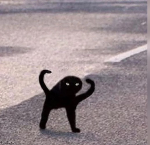 Cursed Cat | image tagged in cursed cat | made w/ Imgflip meme maker