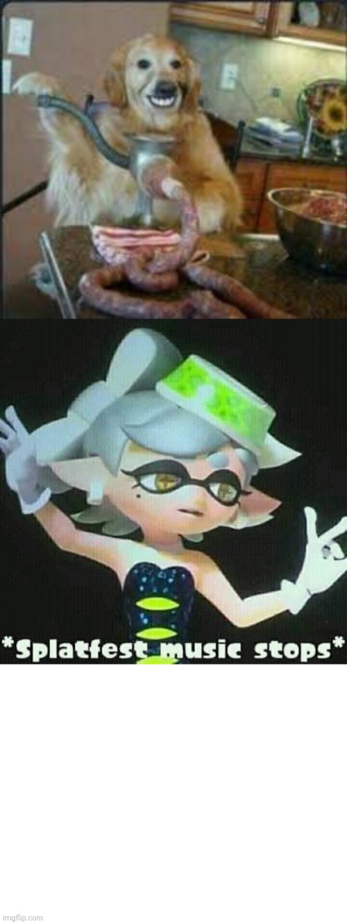 image tagged in meat dog,splatfest music stops | made w/ Imgflip meme maker