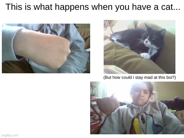 This is what happens when you have a cat... (But how could i stay mad at this boi?) | made w/ Imgflip meme maker