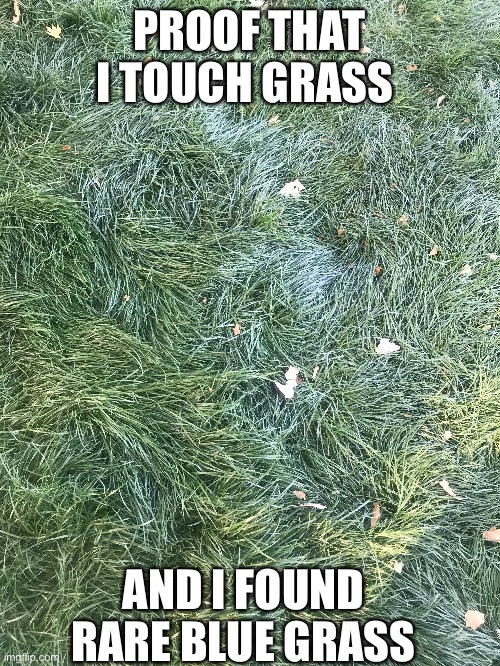 PROOF THAT I TOUCH GRASS; AND I FOUND RARE BLUE GRASS | image tagged in grass,rare | made w/ Imgflip meme maker