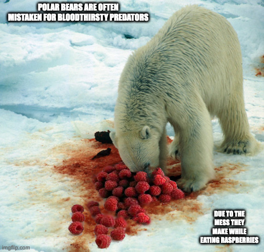 Polar Bear Eating Raspberries | POLAR BEARS ARE OFTEN MISTAKEN FOR BLOODTHIRSTY PREDATORS; DUE TO THE MESS THEY MAKE WHILE EATING RASPBERRIES | image tagged in polar bear,memes | made w/ Imgflip meme maker