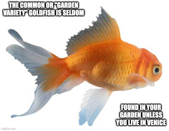 Goldfish | THE COMMON OR "GARDEN VARIETY" GOLDFISH IS SELDOM; FOUND IN YOUR GARDEN UNLESS YOU LIVE IN VENICE | image tagged in goldfish,memes | made w/ Imgflip meme maker