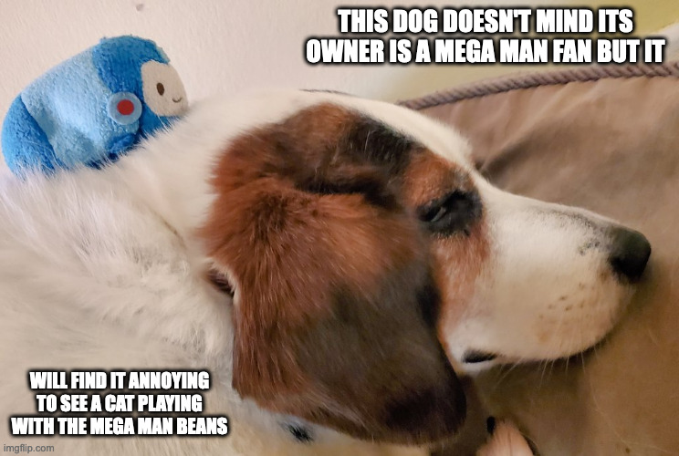 Dog With Mega Man Bean | THIS DOG DOESN'T MIND ITS OWNER IS A MEGA MAN FAN BUT IT; WILL FIND IT ANNOYING TO SEE A CAT PLAYING WITH THE MEGA MAN BEANS | image tagged in megaman,dogs,memes | made w/ Imgflip meme maker