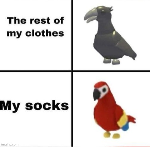image tagged in socks,parrot,colors,clothes | made w/ Imgflip meme maker