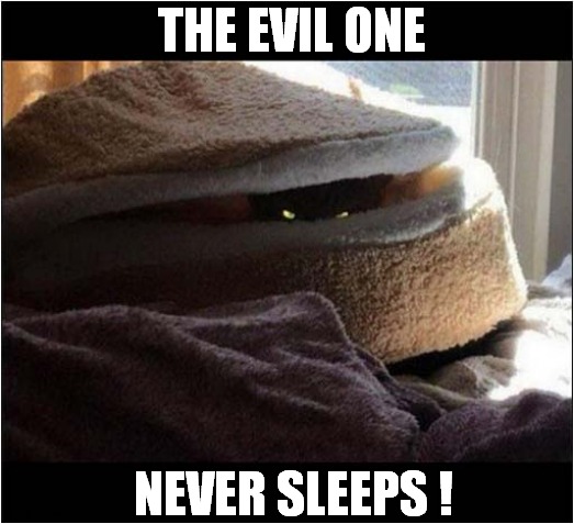 Be Afraid, Very Afraid ! | THE EVIL ONE; NEVER SLEEPS ! | image tagged in cats,be afraid,evil,sleep | made w/ Imgflip meme maker