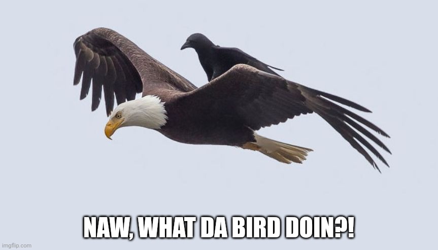 What da dog doin, but bird edition | NAW, WHAT DA BIRD DOIN?! | image tagged in crow bum ride | made w/ Imgflip meme maker