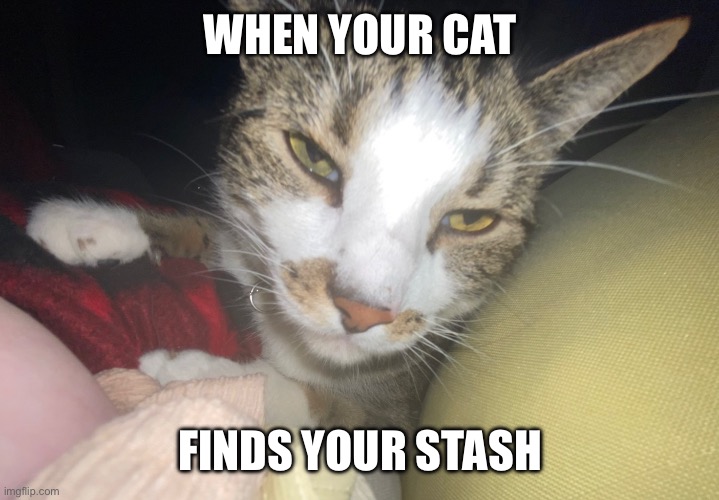 Cat totally baked | WHEN YOUR CAT; FINDS YOUR STASH | image tagged in cat,stoner,marijuana | made w/ Imgflip meme maker
