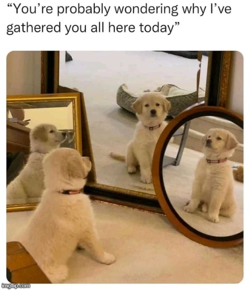 image tagged in wholesome,memes,funny | made w/ Imgflip meme maker