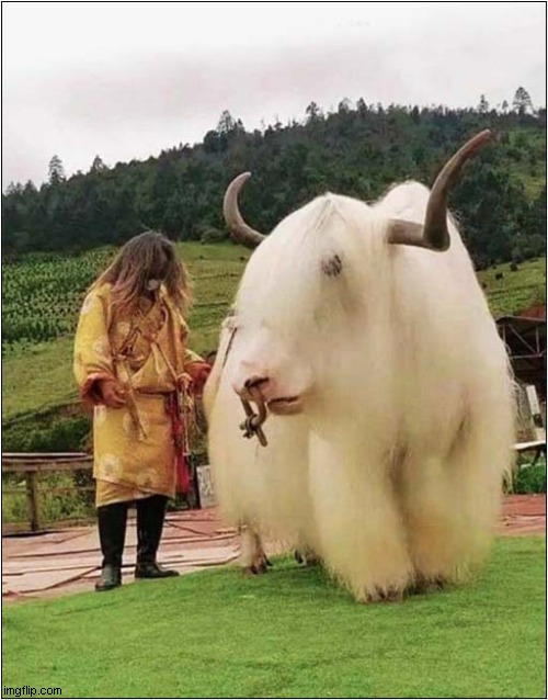 A Tibetan White Yak | image tagged in tibet,white,yak | made w/ Imgflip meme maker