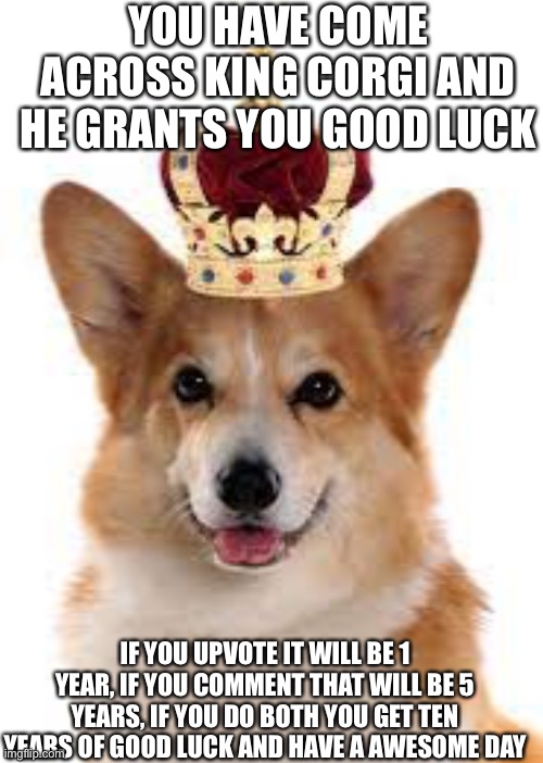 KING CORGIIII | YOU HAVE COME ACROSS KING CORGI AND HE GRANTS YOU GOOD LUCK; IF YOU UPVOTE IT WILL BE 1 YEAR, IF YOU COMMENT THAT WILL BE 5 YEARS, IF YOU DO BOTH YOU GET TEN YEARS OF GOOD LUCK AND HAVE A AWESOME DAY | image tagged in corgi,dog,dogs,cute dog,upvote | made w/ Imgflip meme maker