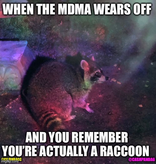 @CashPanda6 @CajunRacc | WHEN THE MDMA WEARS OFF; AND YOU REMEMBER YOU’RE ACTUALLY A RACCOON; @CAJUNRACC; @CASHPANDA6 | image tagged in cashpanda6 cajunracc | made w/ Imgflip meme maker