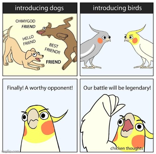Introducing dogs and birds | image tagged in chicken thoughts,introducing,dogs,birds,comics,comics/cartoons | made w/ Imgflip meme maker