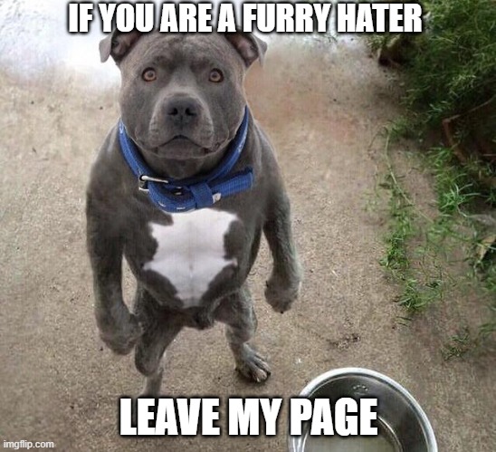 Standing Dog | IF YOU ARE A FURRY HATER; LEAVE MY PAGE | image tagged in standing dog | made w/ Imgflip meme maker