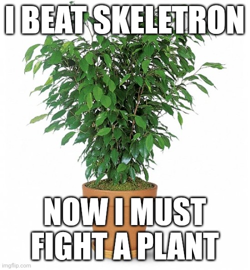 Weinstein's potted plant | I BEAT SKELETRON; NOW I MUST FIGHT A PLANT | image tagged in weinstein's potted plant | made w/ Imgflip meme maker