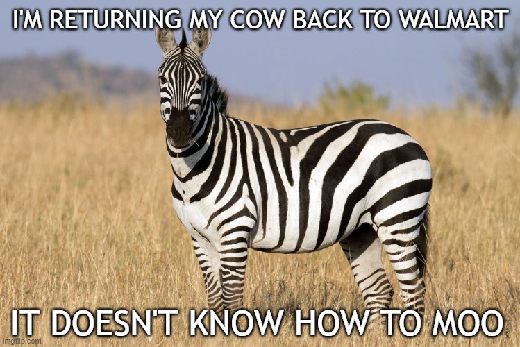 . | I'M RETURNING MY COW BACK TO WALMART; IT DOESN'T KNOW HOW TO MOO | image tagged in zebra | made w/ Imgflip meme maker