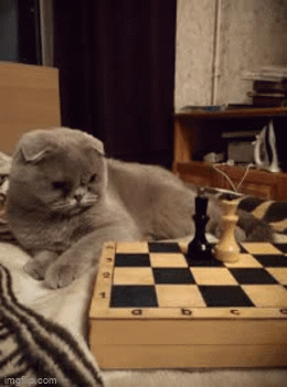 Cat FPS Chess Get On - Discover & Share GIFs