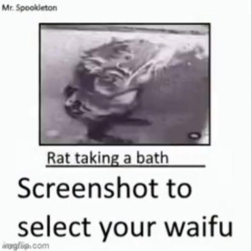 Rat ? | image tagged in rat | made w/ Imgflip meme maker